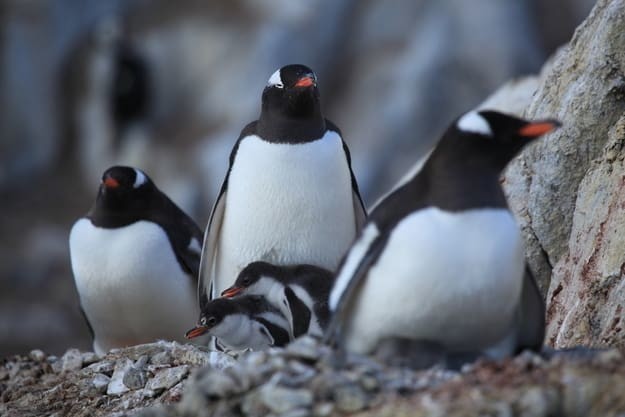 и субантарктических пингвинов