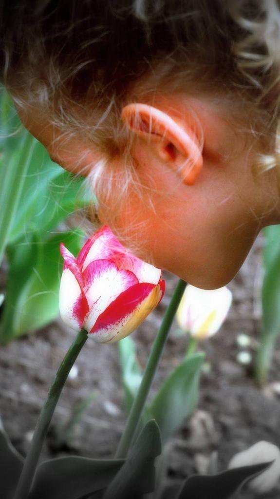 Девочка и тюльпан 