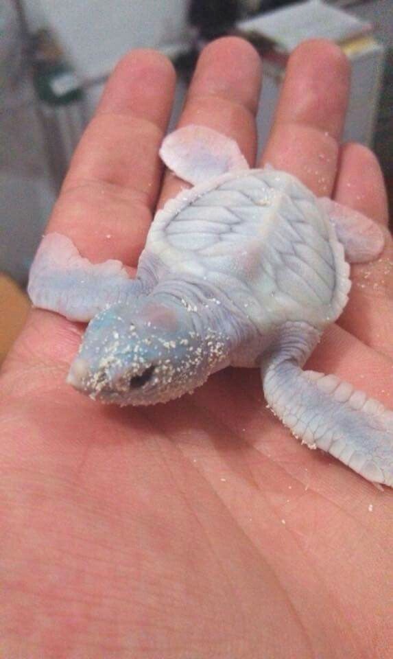 Черепаха-альбинос 