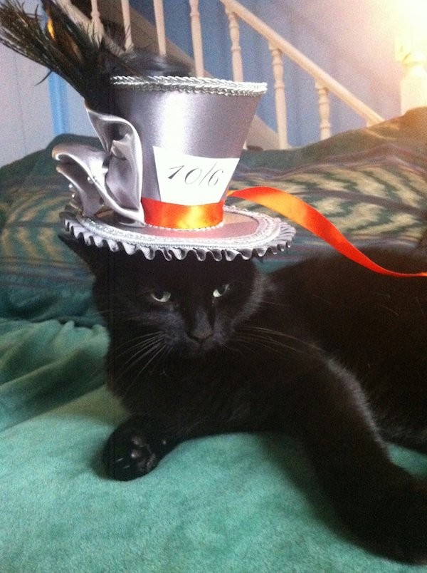 Кот в шляпе 