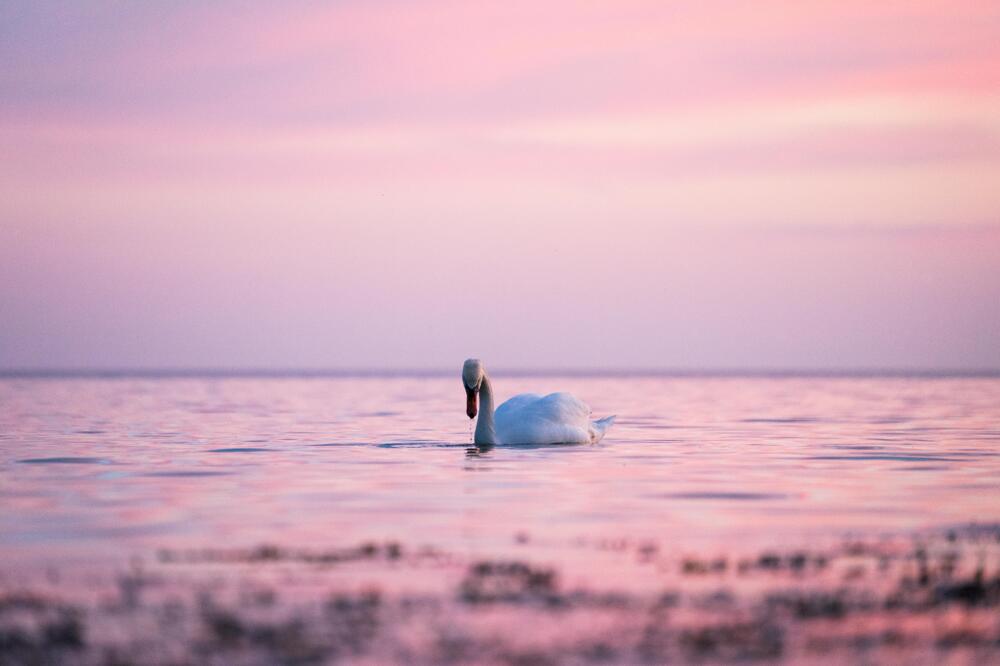 Белый лебедь на пруду 