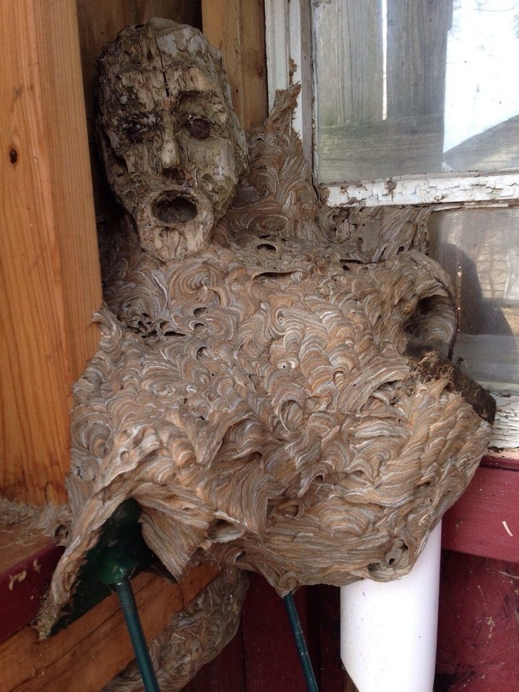 Гнездо шершней, которое сформировалось вокруг деревянной маски в чьем-то сарае