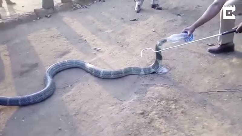 Умирающая от жажды ядовитая кобра приползла к людям и молила о помощи…