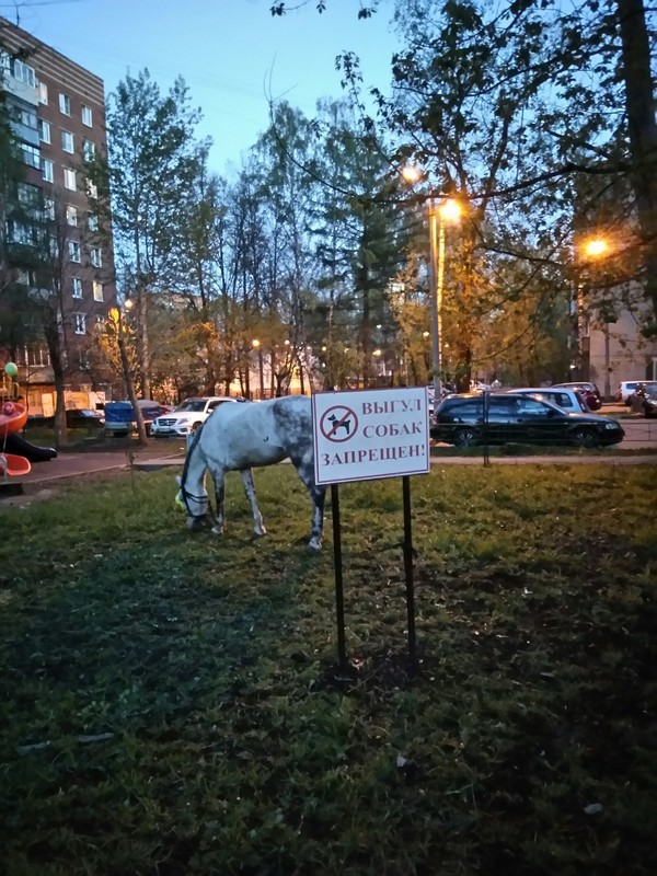 А лошадям здесь пастись можно?
