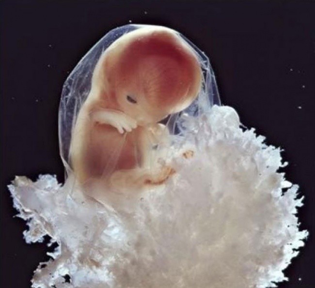 Через 10 недель эмбрион с помощью ручек изучает окружающей его мир.