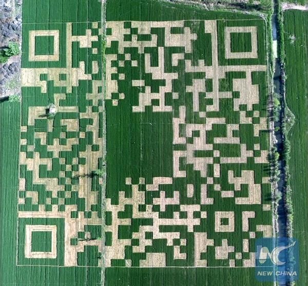 4. Китайский фермер вырастил овощи участками в форме своего QR-кода попал в книгу рекордов Гиннесcа.