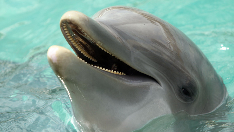 Мы не одиноки: открытие дельфиньего языка