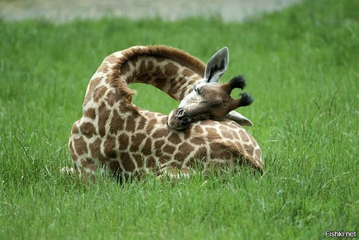 А вы знали, как спят жирафы