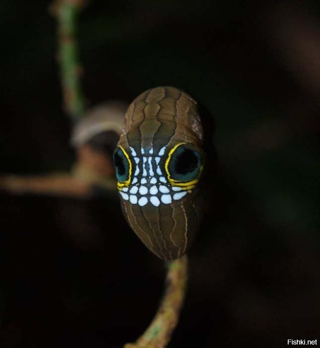 В тропических лесах Австралии можно встретить очень необычное насекомое