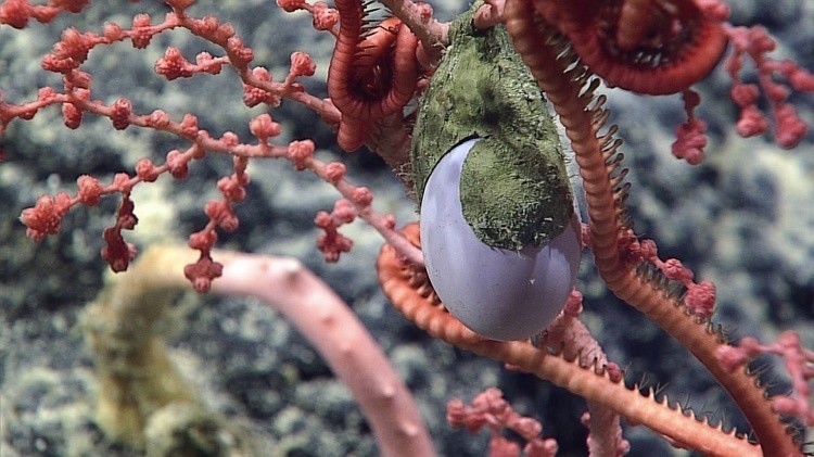 Яйцо глубоководного осьминога (сиреневое) в хитиновой оболочке.