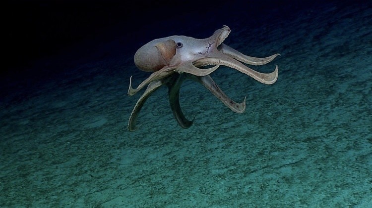 Редкий глубоководный осьминог.