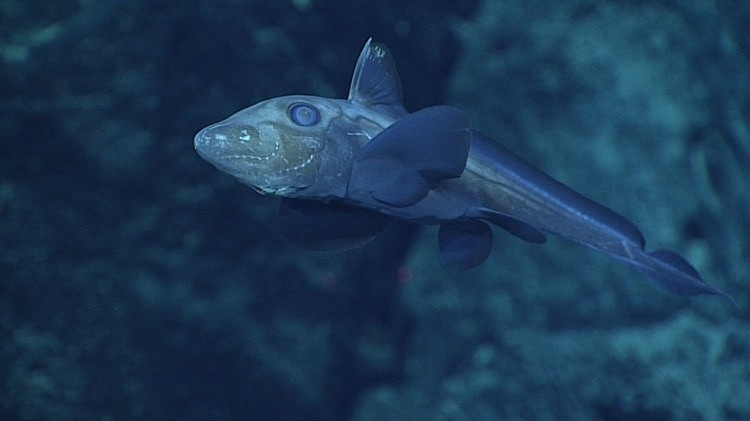 Химера, или рыба-привидение, на глубине около 1850 метров.
