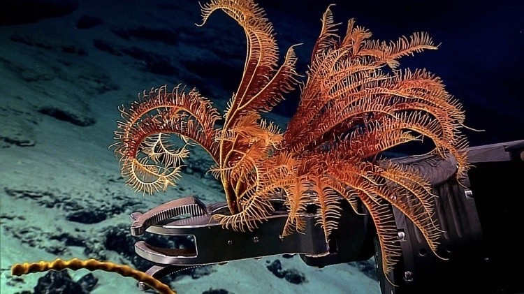 Кто живёт на дне Тихого океана: снимки, сделанные глубоководным аппаратом