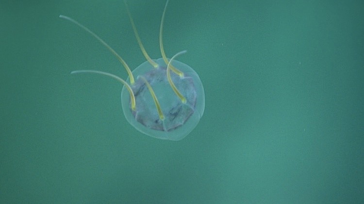 Наркомедуза у морского дна на глубине около 560 метров.
