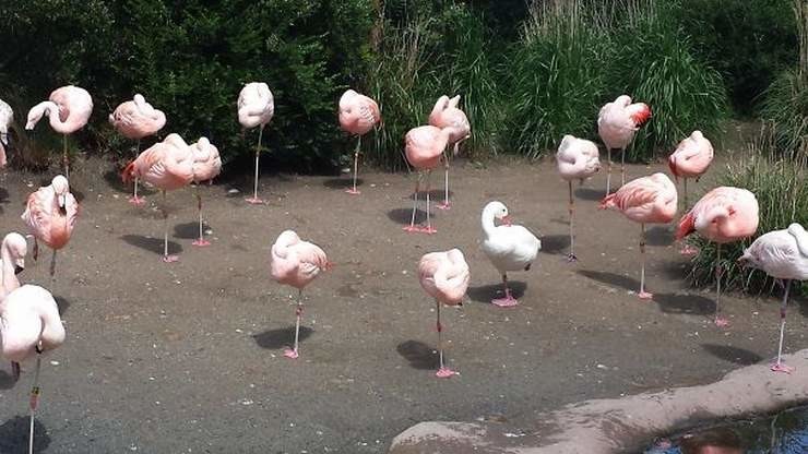 Найди бракованного фламинго 