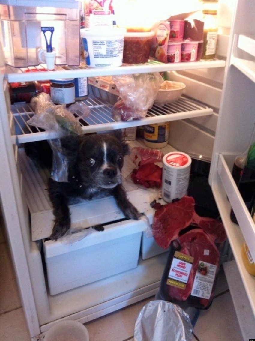 1. Холодильник собачника: вкусные продукты могут быть замечены и уничтожены на месте