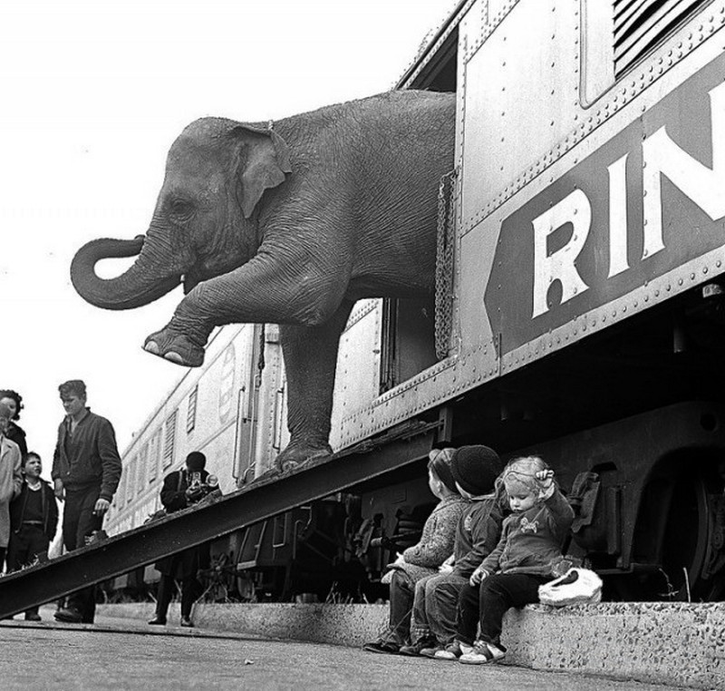 4. Малышня смотрит как из вагона выходит цирковой слон. 1963. 