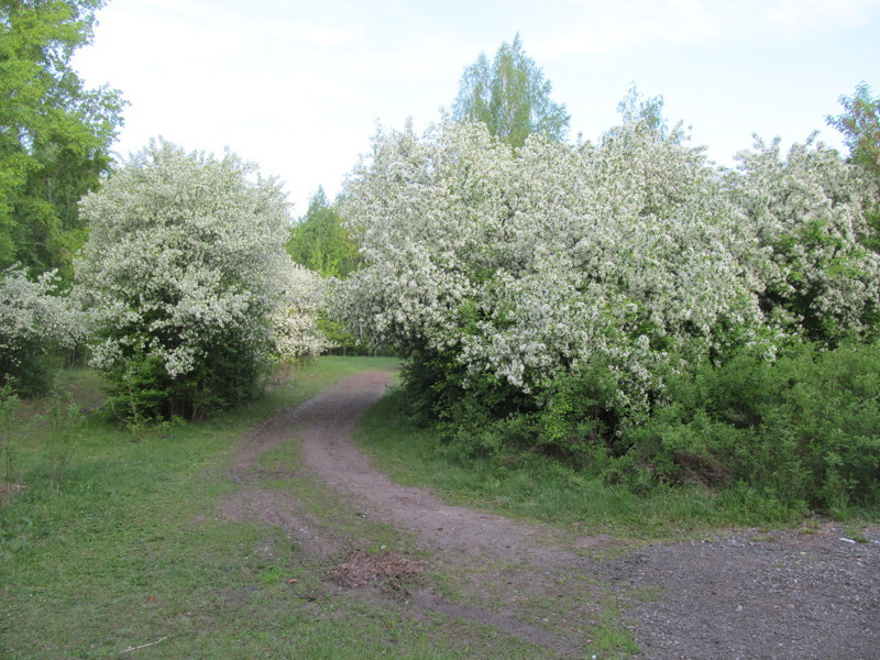 Парк Затюменский, яблони в цвету... Едешь по дорожке и плывешь в благоухающем облаке яблочного цвета.