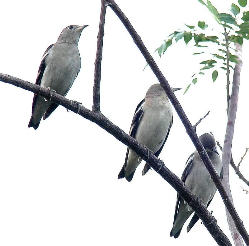 5. Малый скворец (Sturnus sturninus)