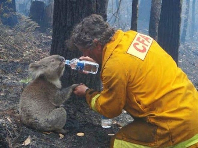  Пожарный дает коале Сэму воду
