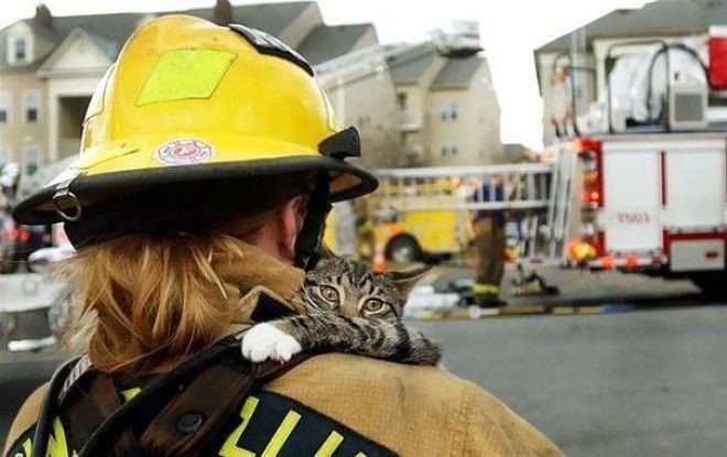  Кот забирается на плечо к спасшему его пожарному