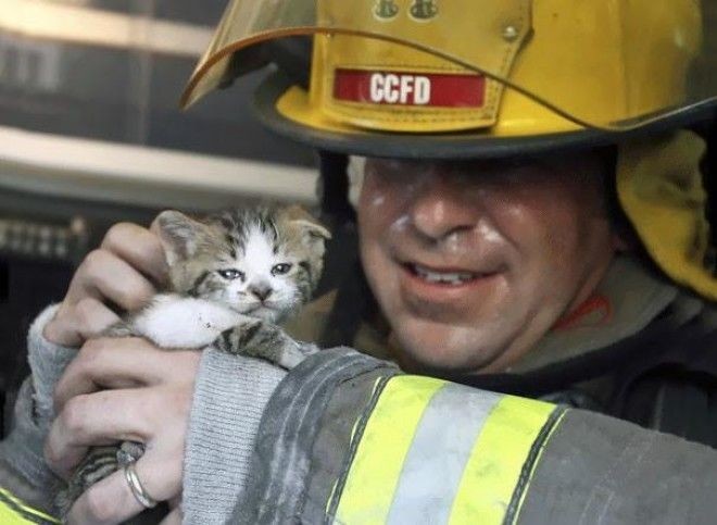 . Капитан пожарной охраны Джон Лии осматривает одного из двух котов, спасенных из пожара в дуплексе
