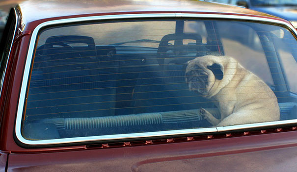 Никогда не оставляйте собак в машине в жаркую погоду