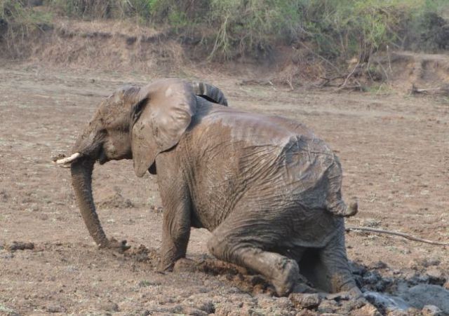 Слон застрял в грязи