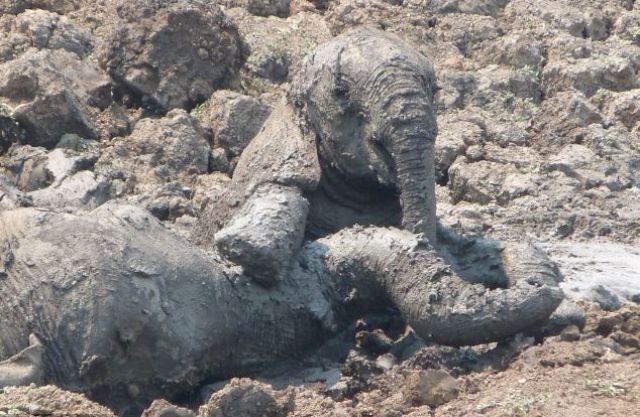 Слон застрял в грязи