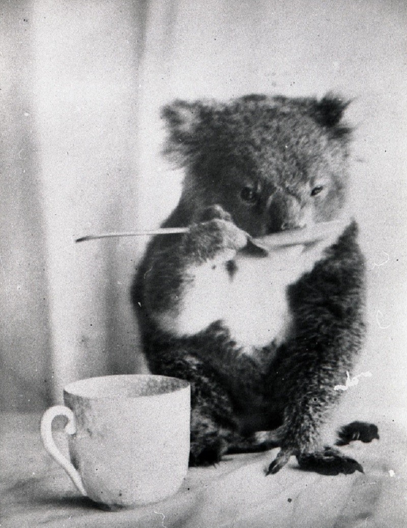 4. Домашняя коала пьет из ложечки. Австралия, 1900-й. Фотограф — Ф. Дэйви.