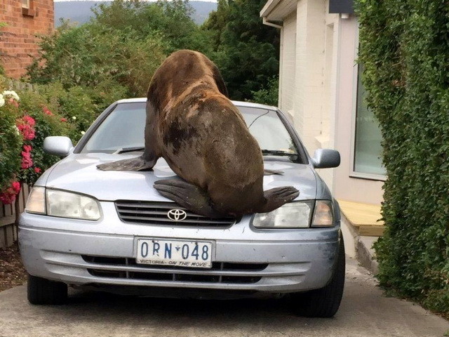 Автомобильные фотоприколы