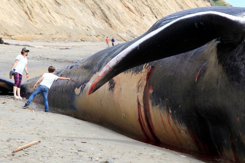 Тушу 24-метрового синего кита прибило к берегу в Калифорни