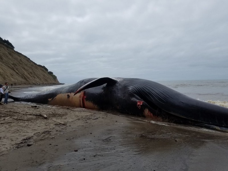 Тушу 24-метрового синего кита прибило к берегу в Калифорни