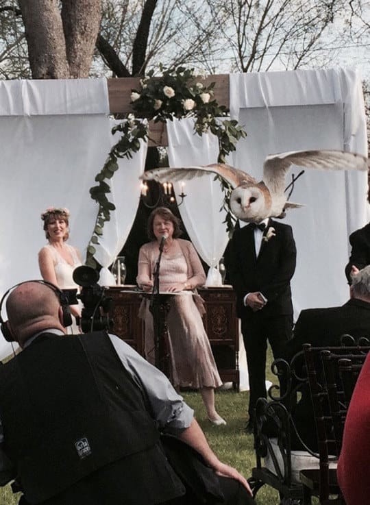 Вот как выглядит, когда твою свадебную церемонию прерывает весточка из Хогвартса