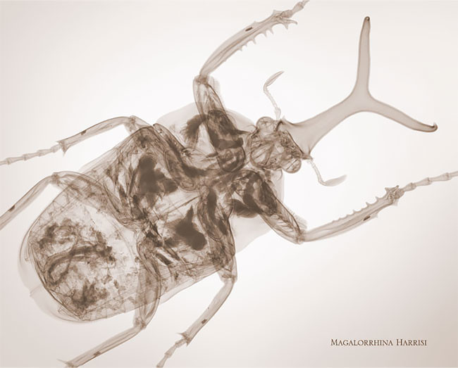 Фотограф-рентгенолог  показывает мир насекомых изнутри