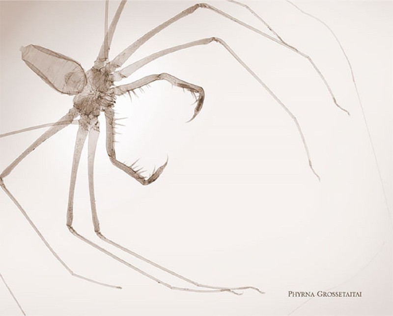 Фотограф-рентгенолог  показывает мир насекомых изнутри