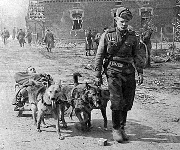 10 знаменитых собак Второй мировой войны
