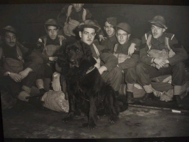 10 знаменитых собак Второй мировой войны