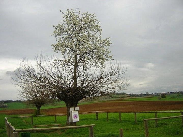 18. В Италии растёт тутовое дерево, на котором растет вишневое дерево