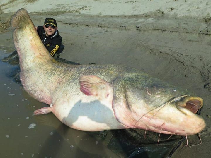 13. Поймали одного из крупнейших сомов Европы: длина рыбы 2 метра 70 сантиметров, вес 127 килограммов