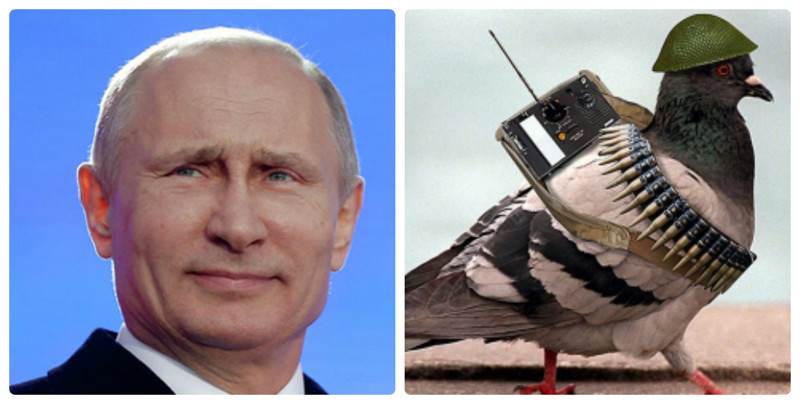 В Сети обсуждают необычные кадры, на которых В.В Путин поприветствовал голубя