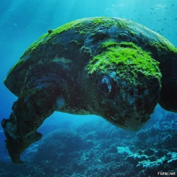 Черепаха, которой больше 100 лет