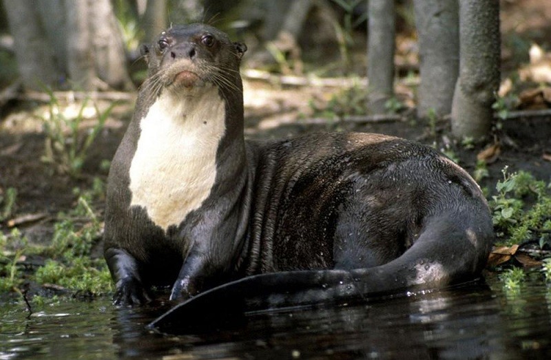 4. Бразильская выдра