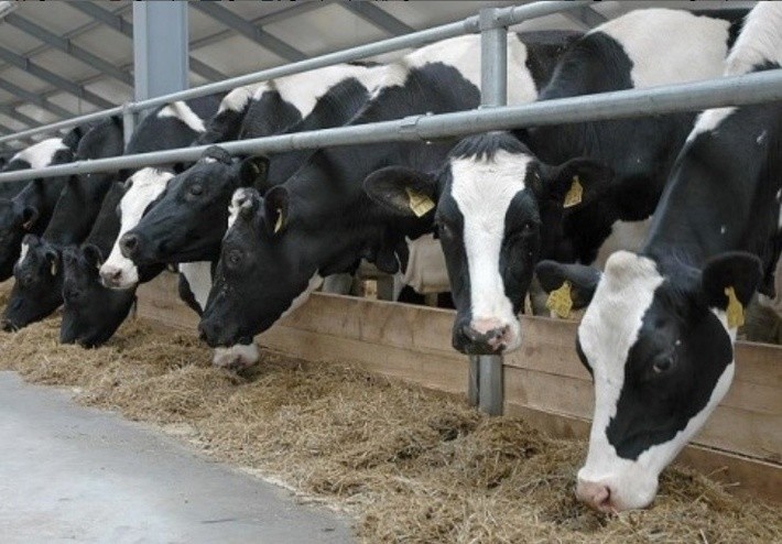 Животноводческой комплекс на 1200 голов дойного стада введен в эксплуатацию в Нижегородской области