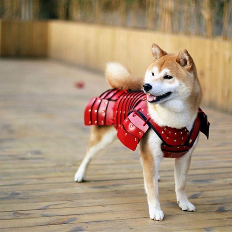 Одна компания из Японии создает самурайскую броню для кошек и собак