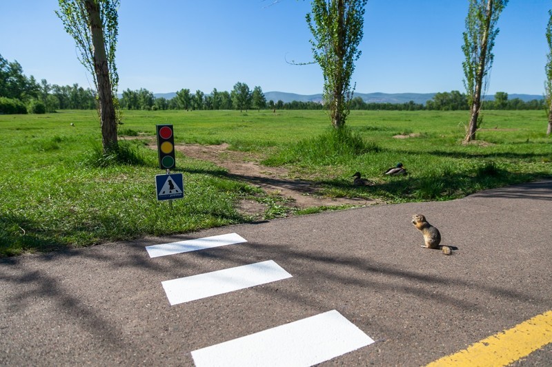 В Красноярске появился пешеходный переход для сусликов