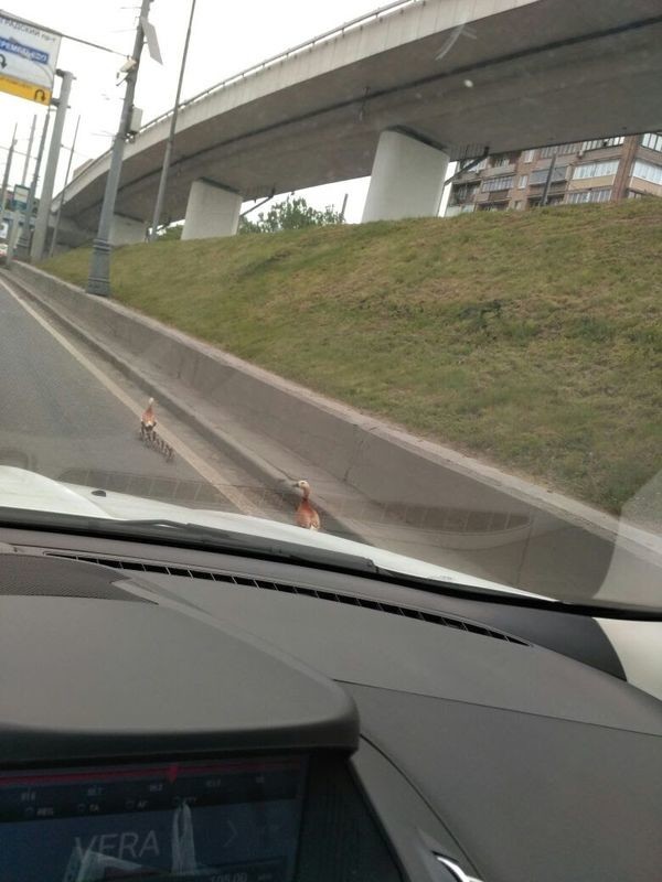 В Москве по Ленинградке гуляют утки