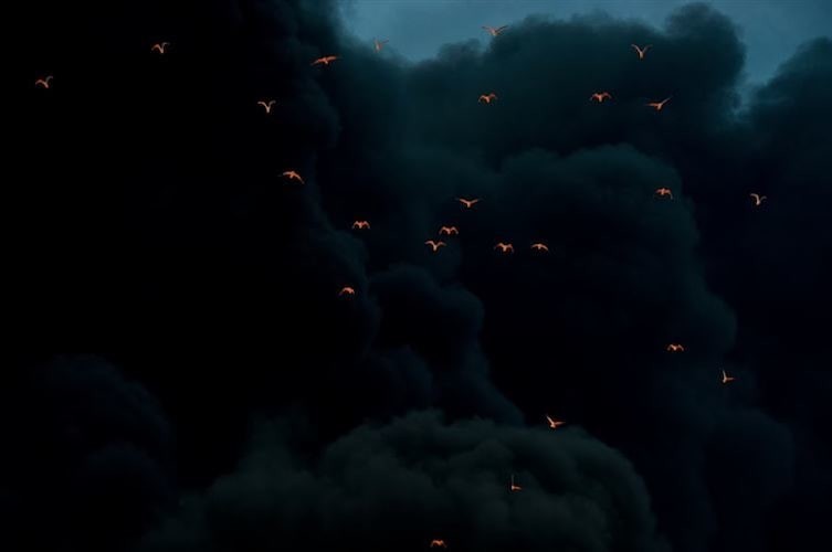 Птицы, подсвеченные огнем с земли, на фоне клубов дыма