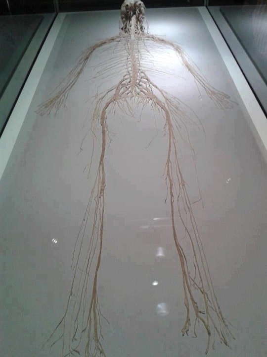 Полный набор нервов, имеющихся в организме человека