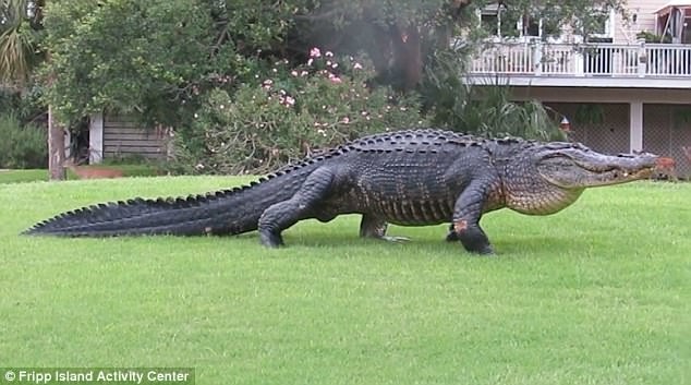 Огромный аллигатор забрел на поле для гольфа
